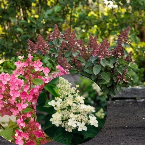 Hydrangea paniculata 'Infinity' - Aedhortensia 'Infinity' C2/2L